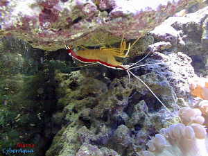 lysmata gramani